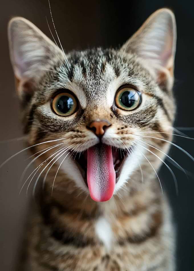 Playful Tabby Cat