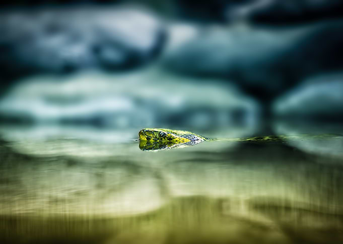Snake in Water