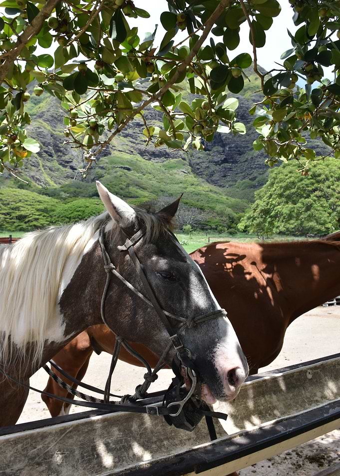 Hawai'i Horse Drinking from Trough