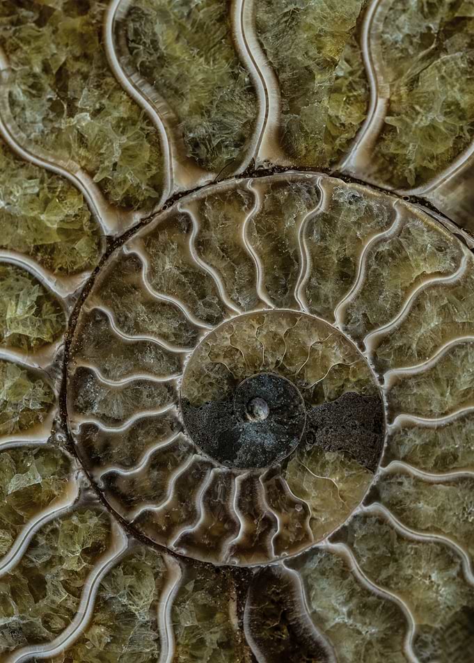 Ammonite Fossil Close-up