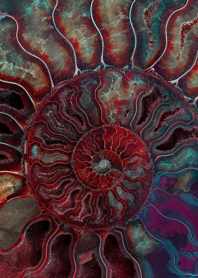 Ammonite Fossil Close-up
