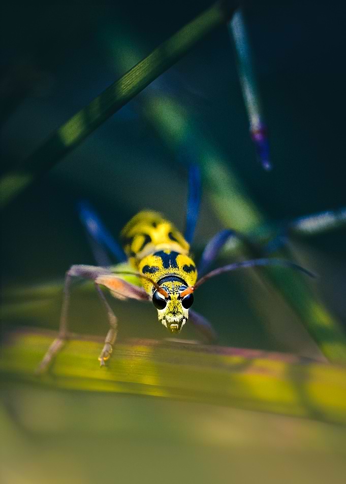 Yellow and Black Beetle