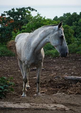 White Horse in Guadeloupe