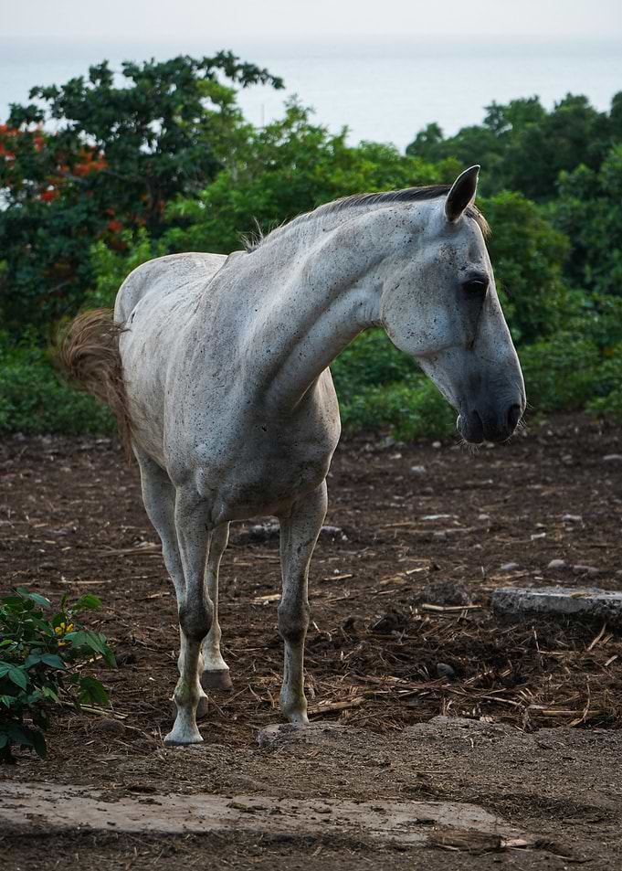 White Horse in Guadeloupe