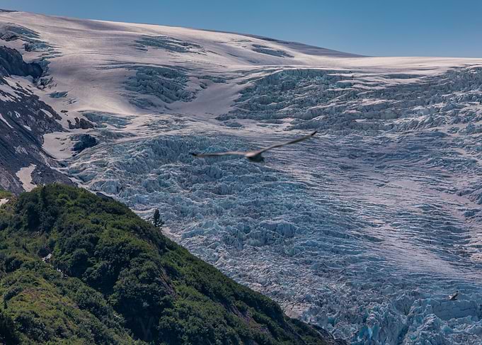Glacier with some wildlife in Alaska