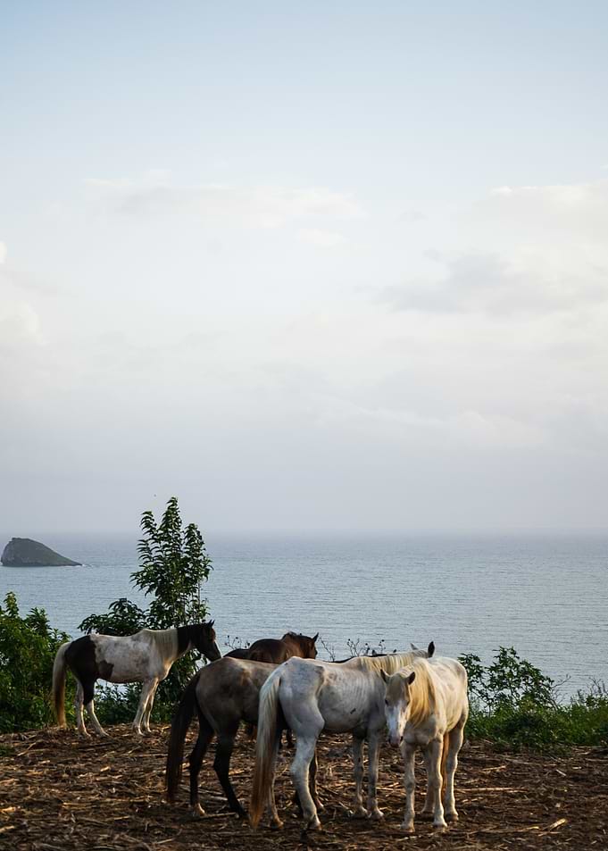 Horses by the Sea in Guadeloupe