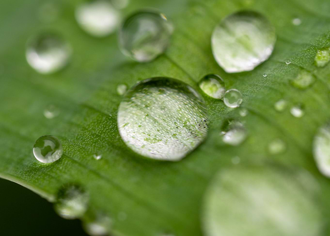 Water Droplets on Leaf