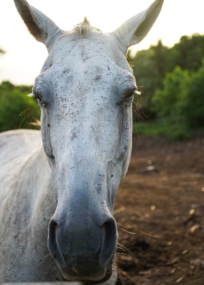 White Horse Portrait