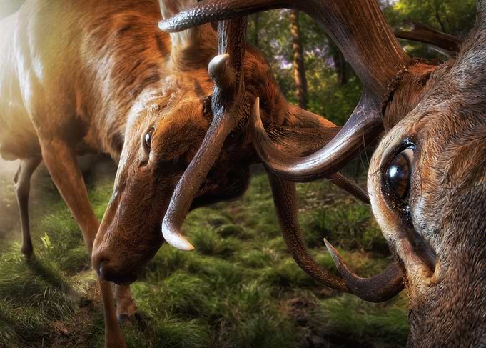Deer Antlers Close Up