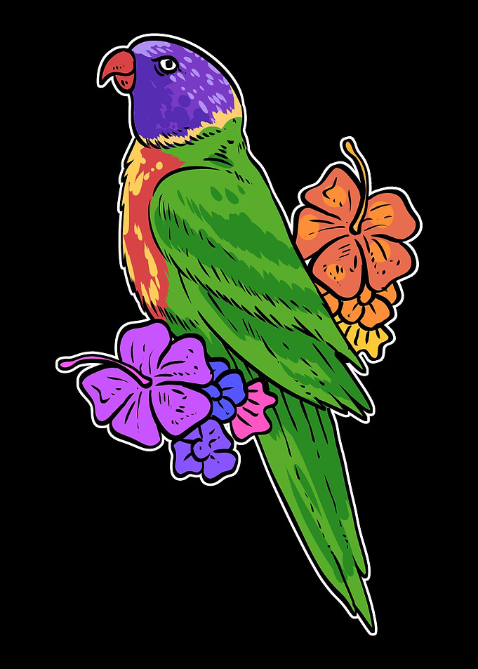 Lorikeet Bird Bird Watcher