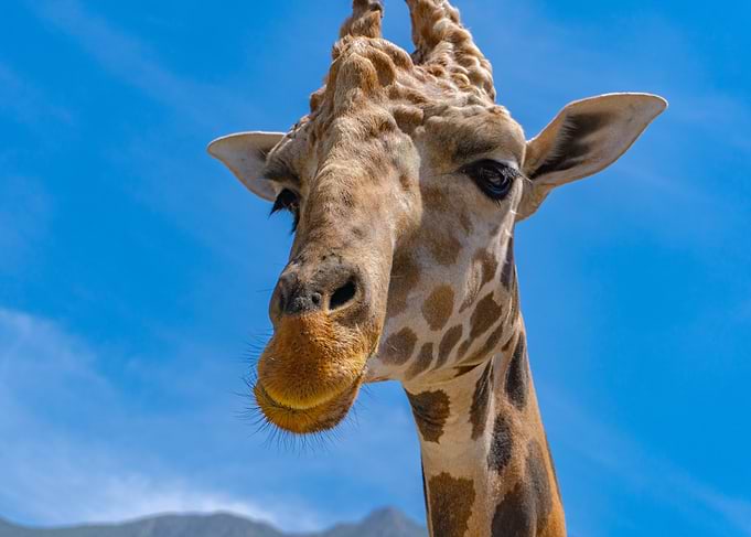 Giraffe Close-Up