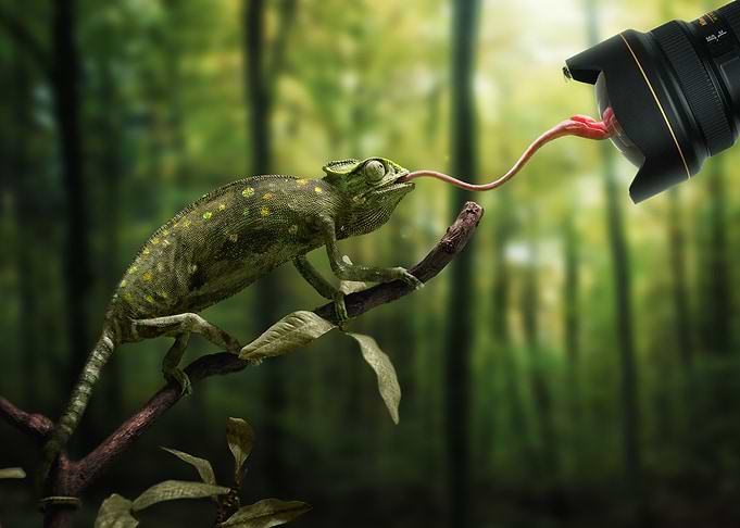 Chameleon and Camera Lens