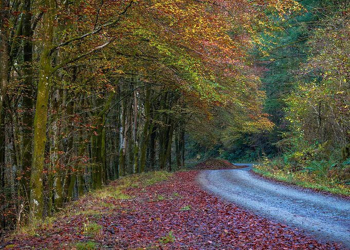 Autumn Forest Path