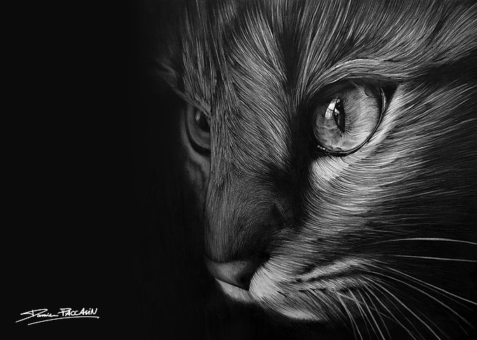 Cat Eye Close-Up