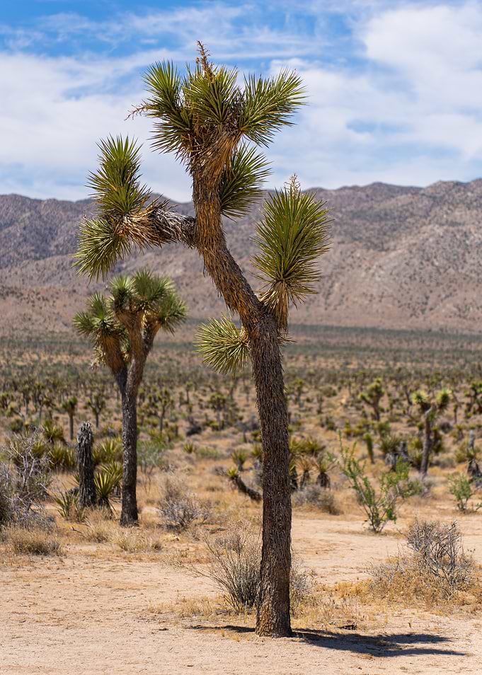 Joshua Tree Landscape