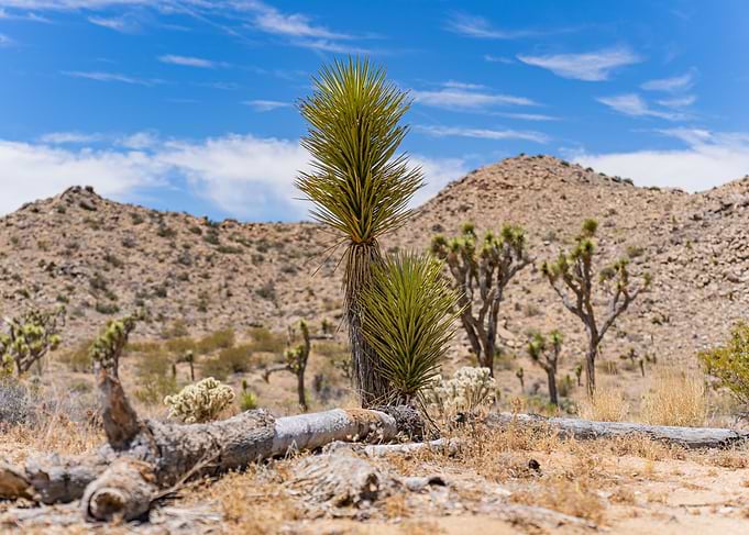 Joshua Tree Landscape