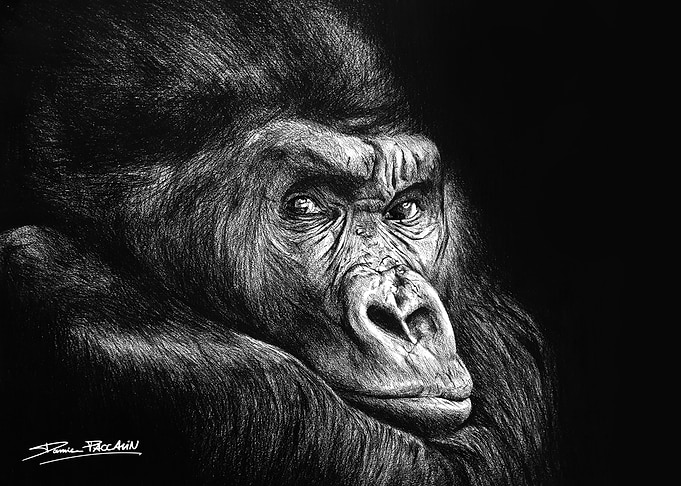 Gorilla Portrait