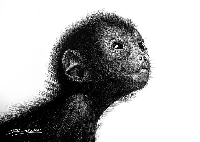Baby Monkey Pen Drawing