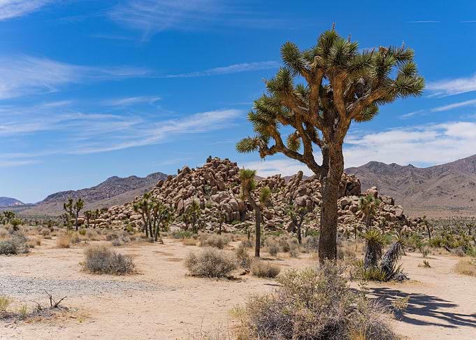 Joshua Tree Desert Landscape