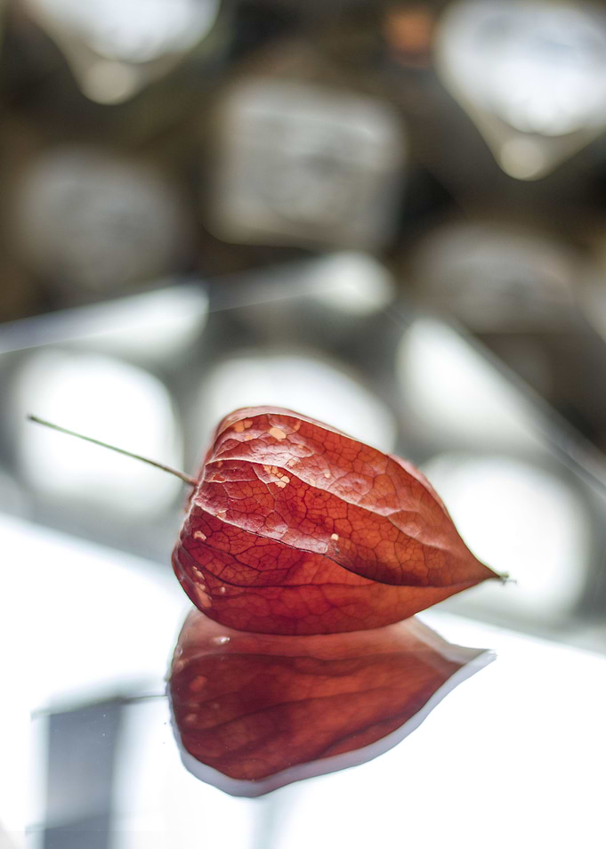 Red Chinese Lantern Plant