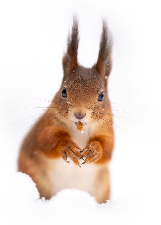 Red Squirrel in Snow
