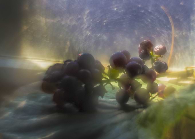 Grapes in Soft Light