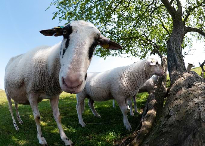 Curious Sheep in Meadow