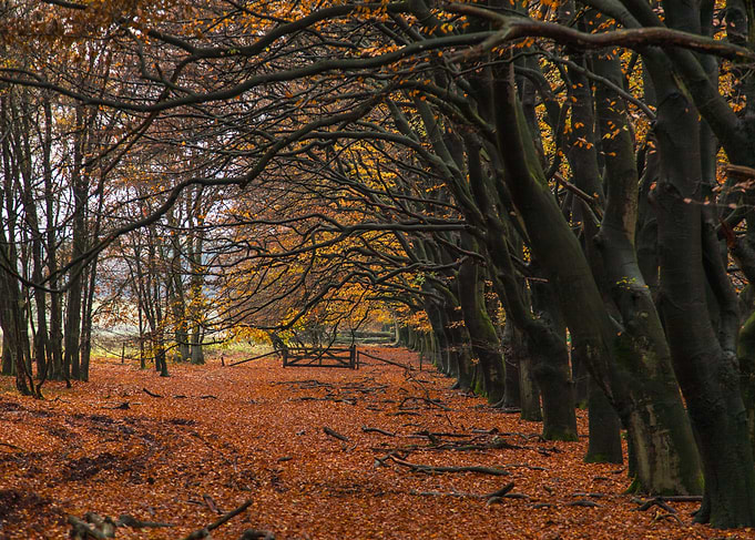 Autumn Forest Path