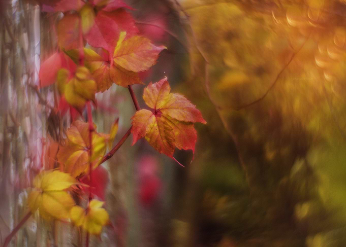 Autumn Leaves on Vine
