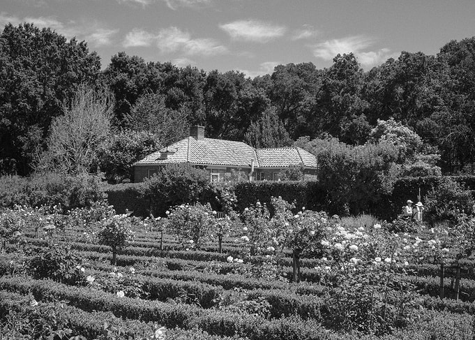 Rose Garden
