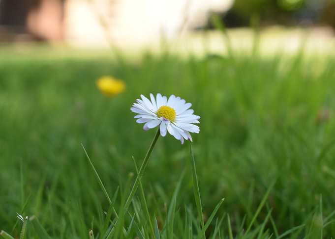 Daisy in Green Grass