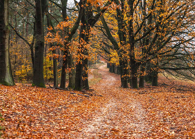 Autumn Forest Path