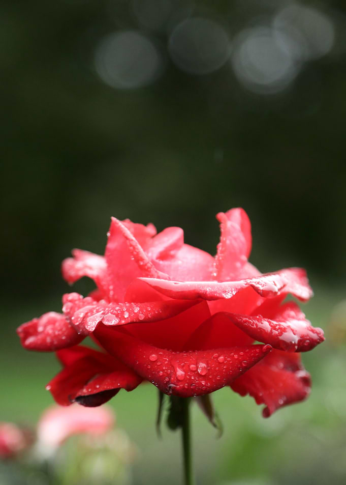 Red Rose with Dew Drops