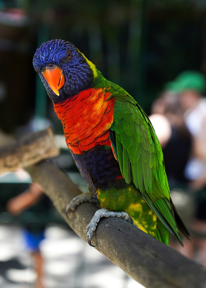 Rainbow lorikeet on Branch