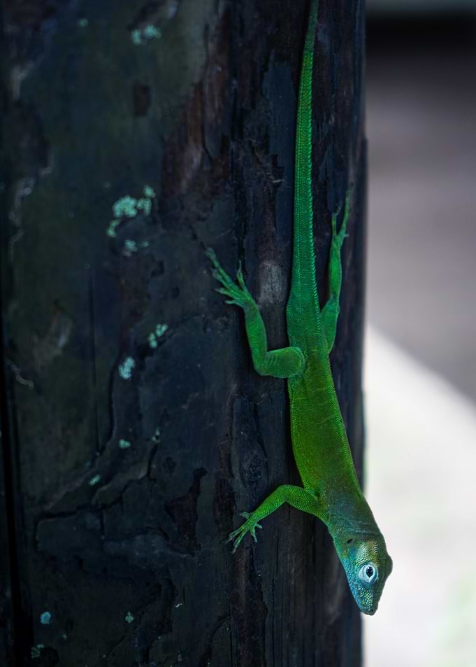 Green Lizard on Tree