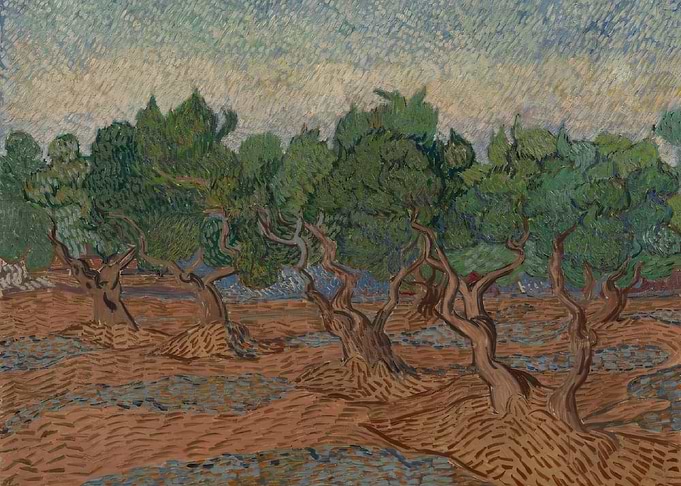 Olive Grove
