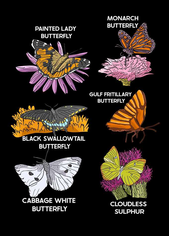Butterfly Species Illustration Butterfly Lovers Butterflies