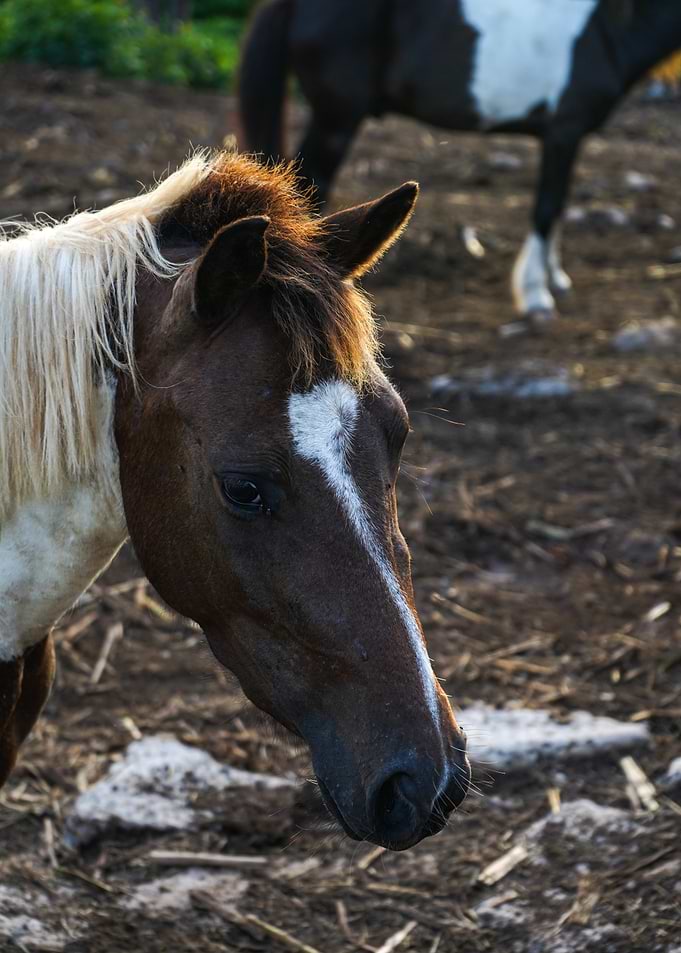 Brown and White Horse Portrait