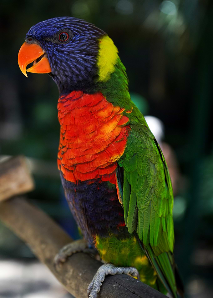 Rainbow Lorikeet