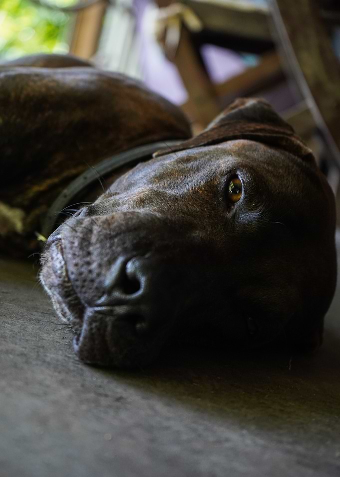Close-up of a Dog