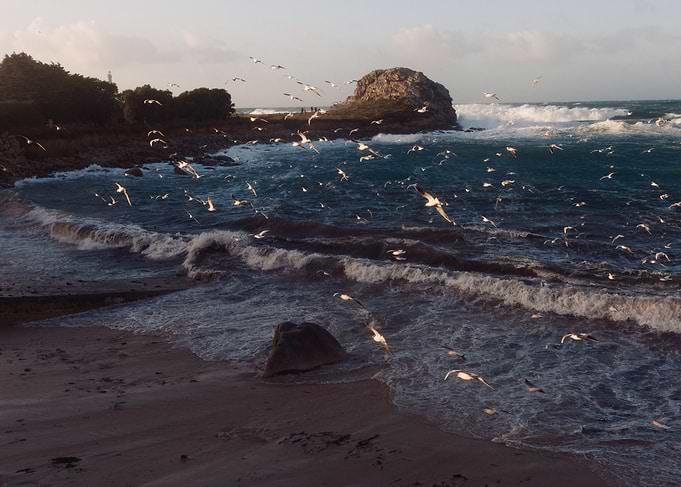 Seagulls and last light