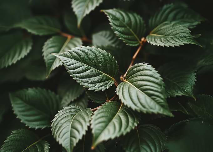 Green Leaf Texture