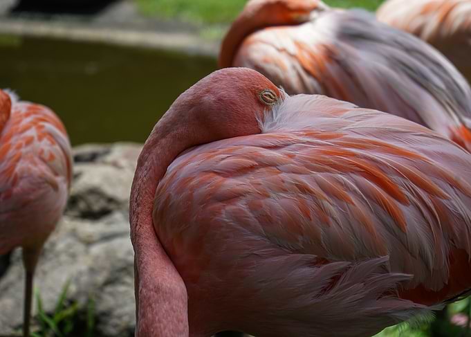 Pink Flamingo Resting