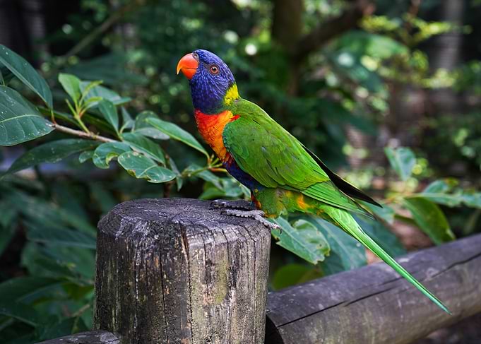 Rainbow Lorikeet on Wooden Post