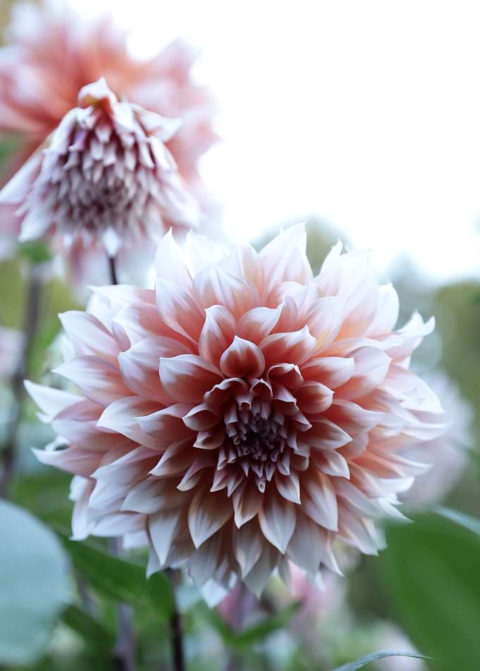 Pink Dahlia Flower