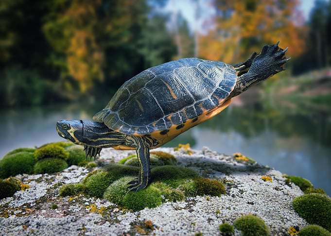 Turtle Yoga Pose