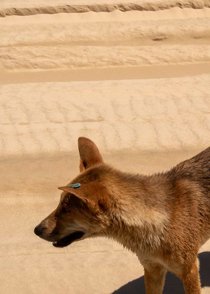 dingo!