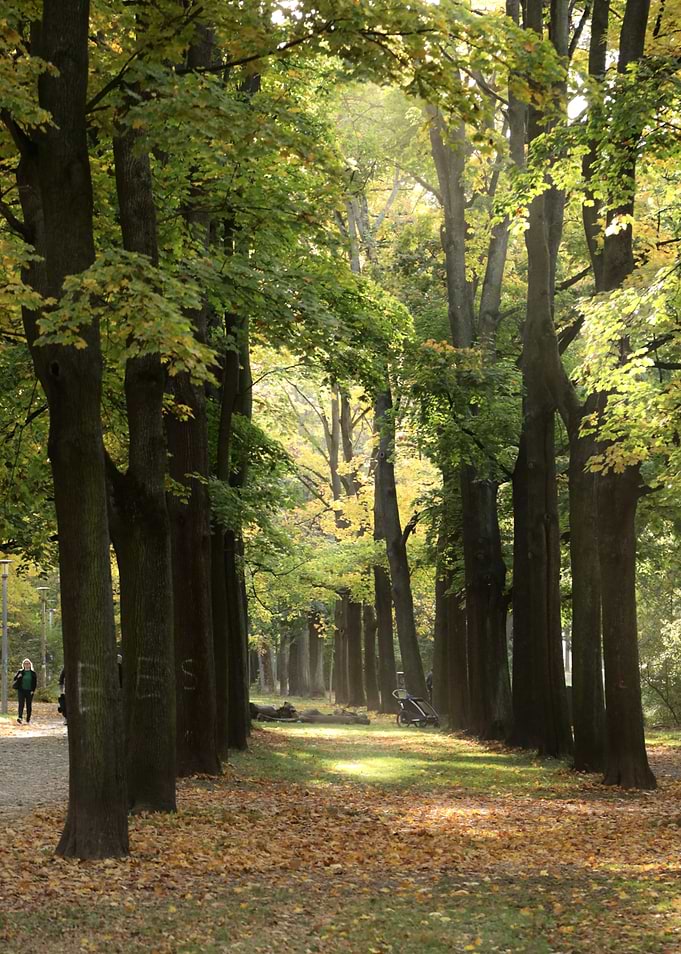 Autumn Forest Path