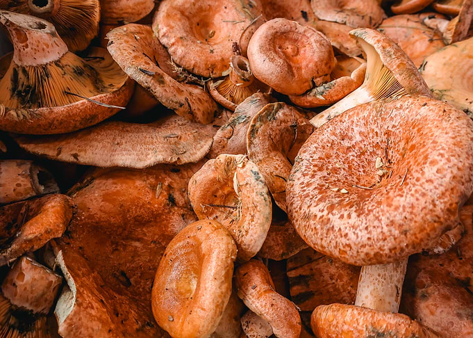 Orange Mushrooms Close-Up
