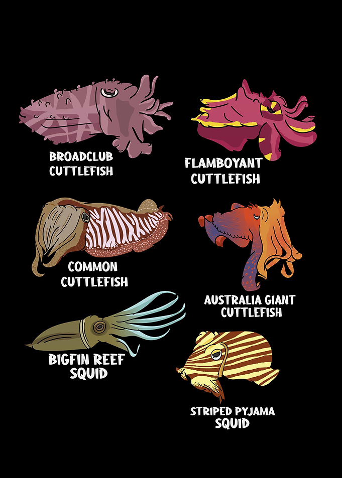 Cuttlefish Species Marine Biology Sepia Octopus Cuttlefish